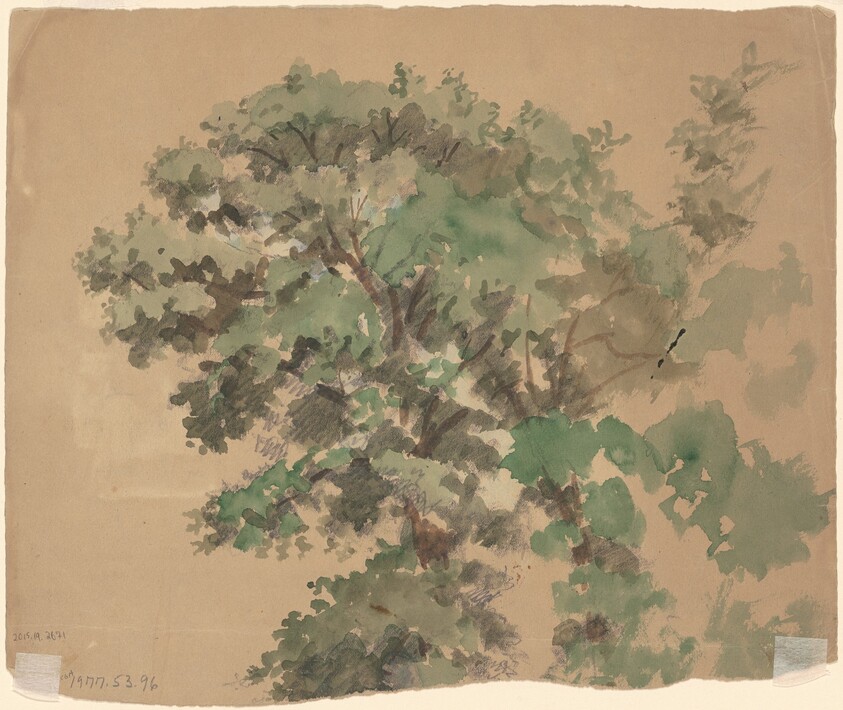 Tree [verso]