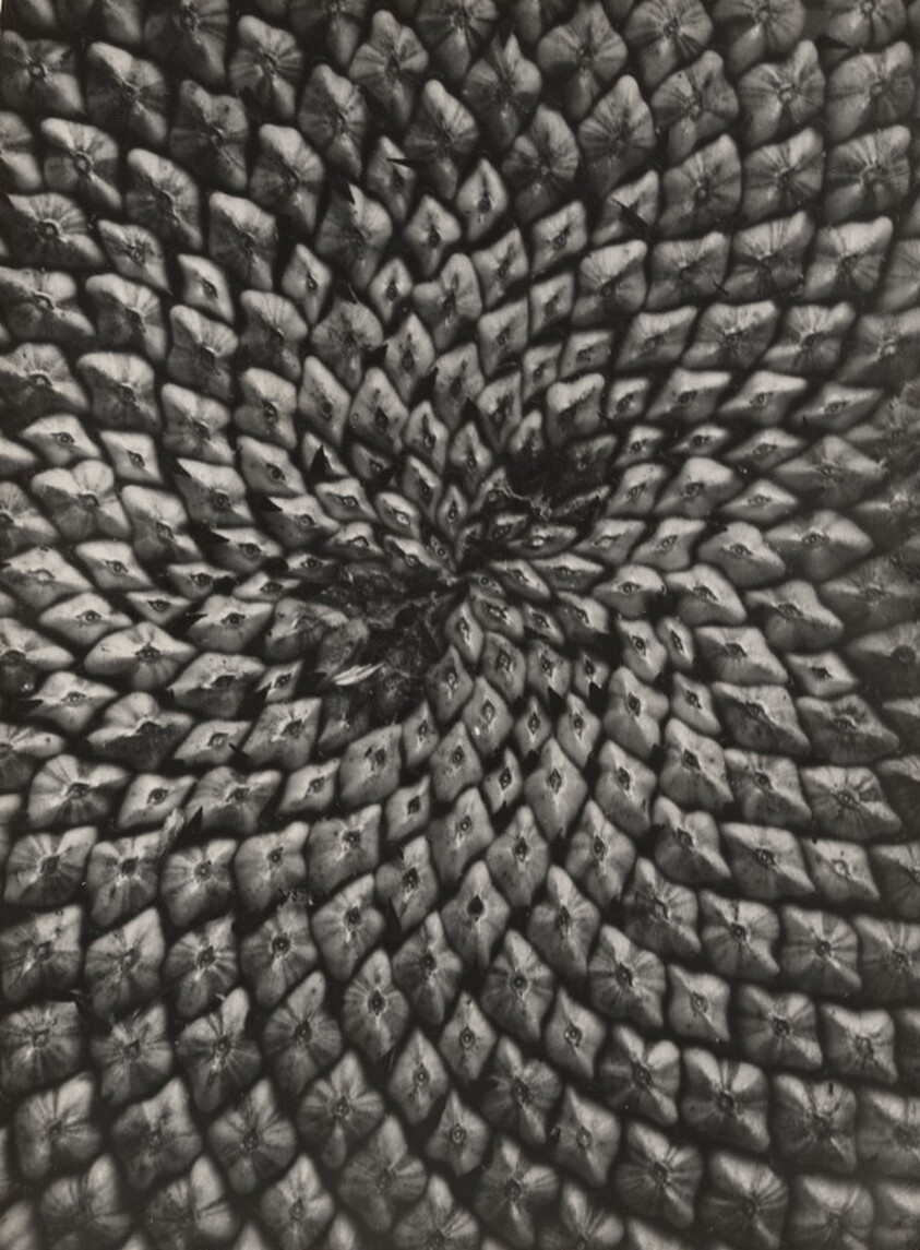 Samenstaud der Sonnenblume (Sunflower Seed Head)