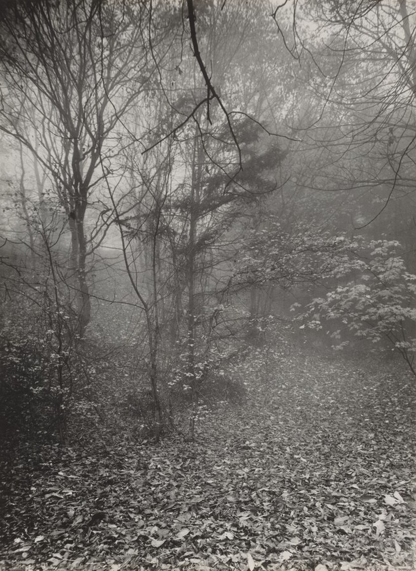 Untitled--Forest Scene