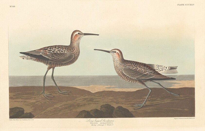 Long-legged Sandpiper