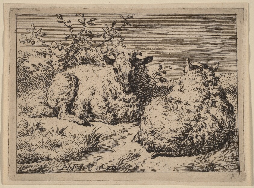 Two Recumbent Sheep