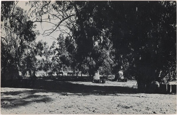100 Boots in the Grove. Sorrento Valley, California. October 8, 1971, 11:00 a.m.