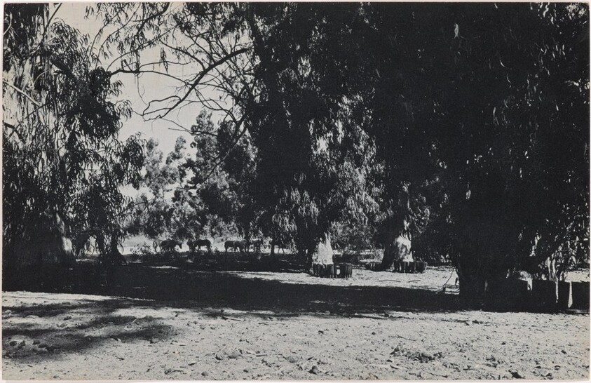100 Boots in the Grove. Sorrento Valley, California. October 8, 1971, 11:00 a.m.