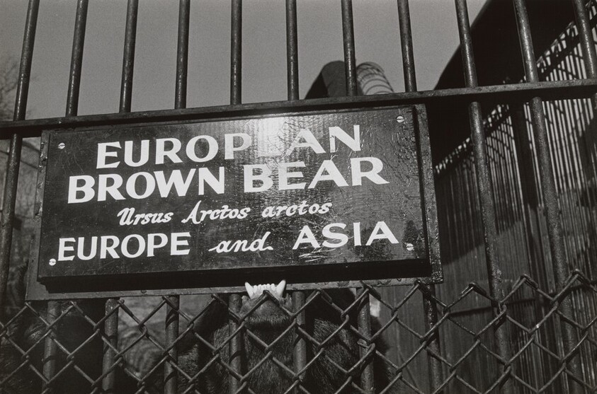 Central Park Zoo - New York City, New York 1962