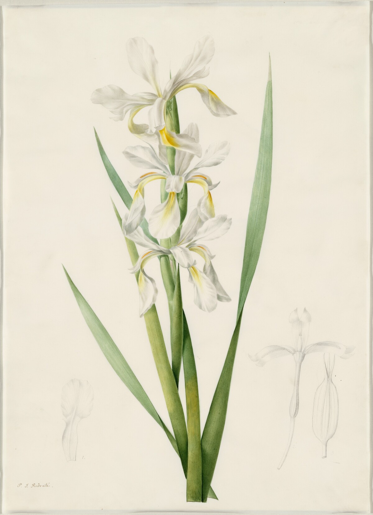 Iris ochroleuca