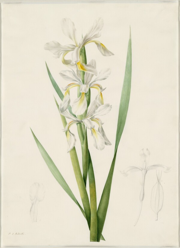 Iris ochroleuca