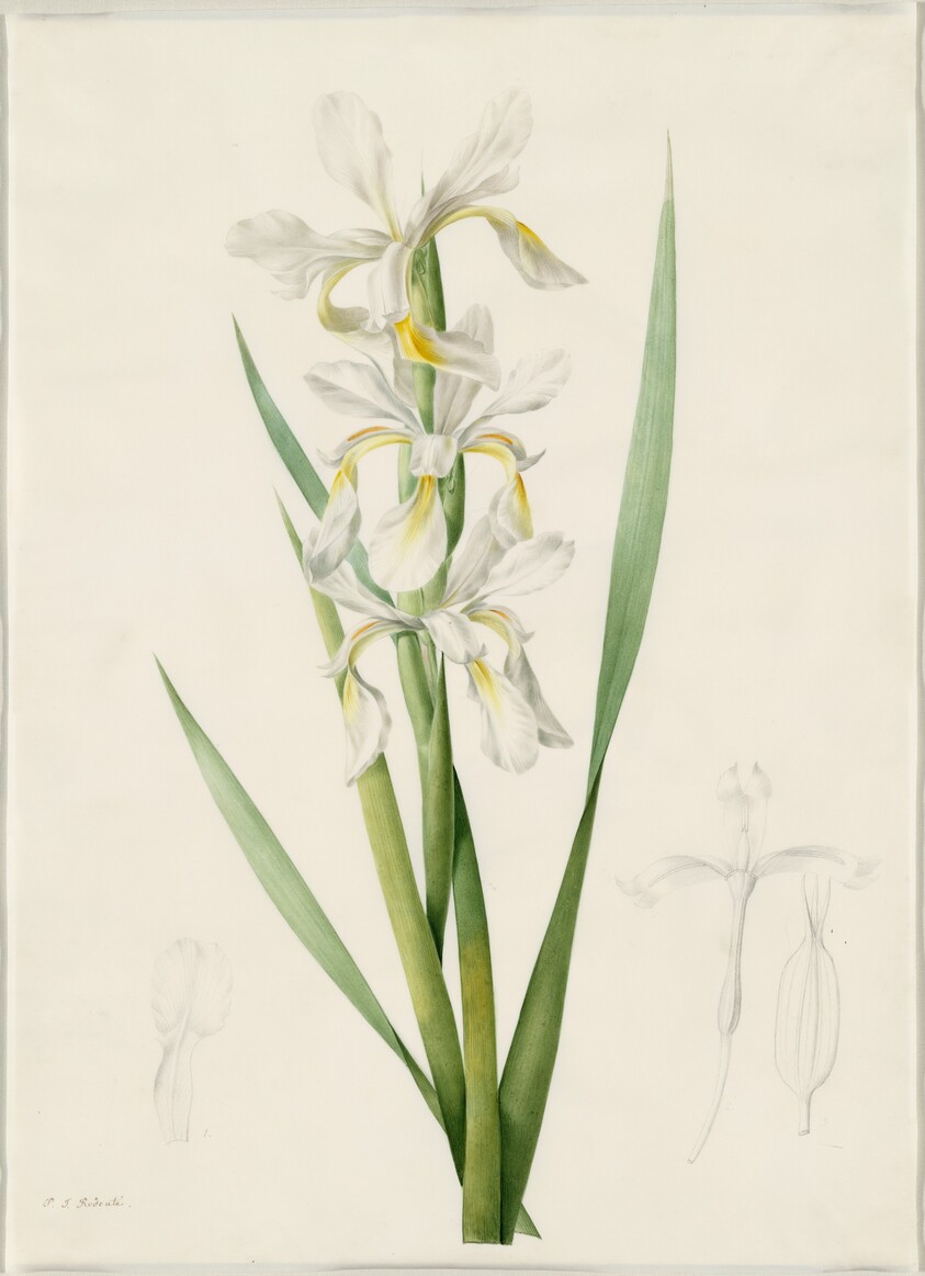 Iris ochroleuca