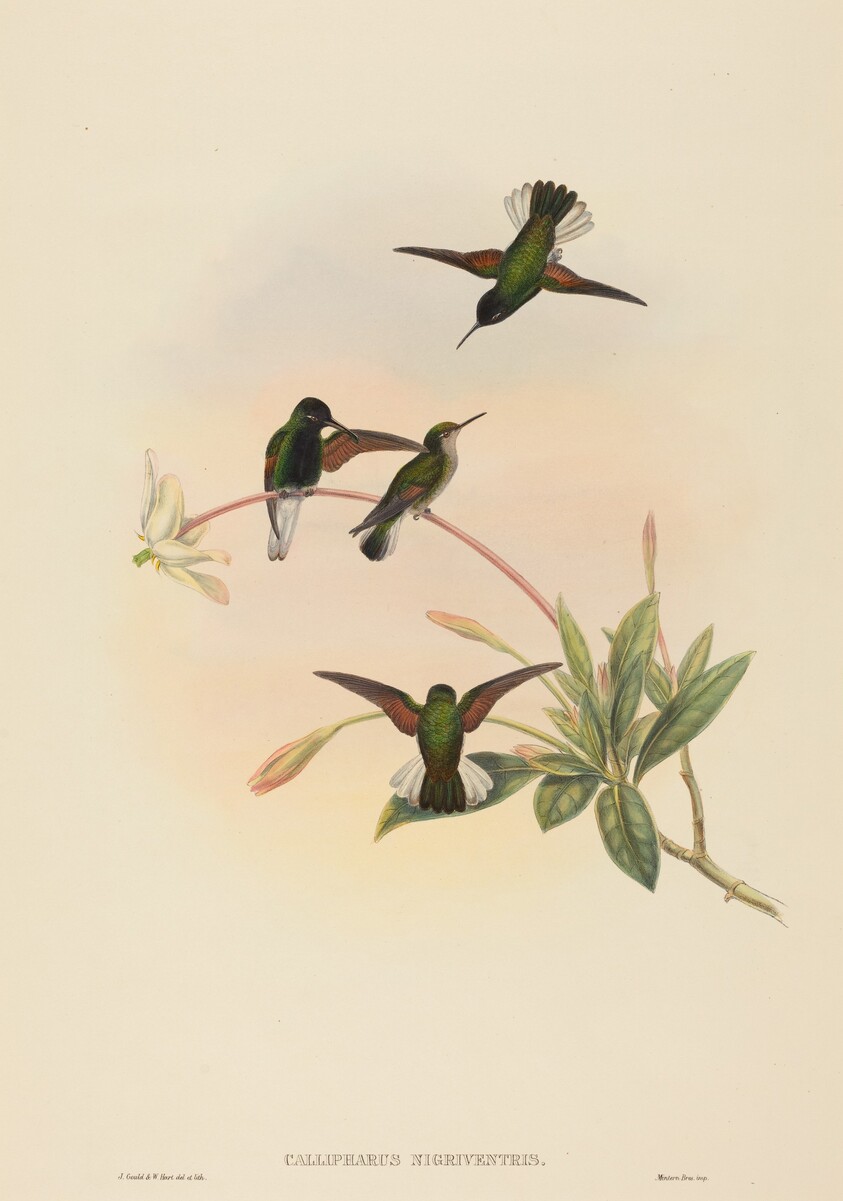 Callipharus nigriventris (Black-bellied Hummingbird)