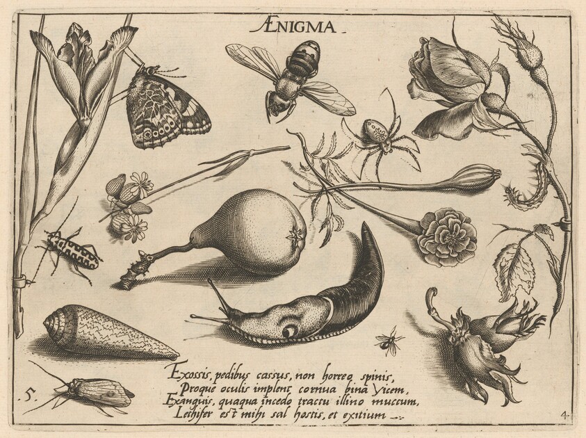 Archetypa studiaque patris Georgii Hoefnagelii [Part 4, Plate 5]