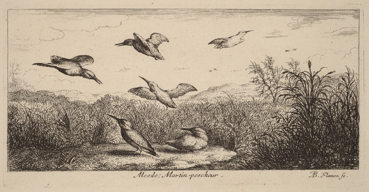 Alcedo, The Kingfisher