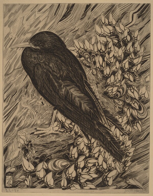 Crow (Corneille)