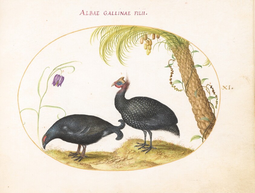 Plate 11: A Caucasian Grouse and a Helmeted Guineafowl