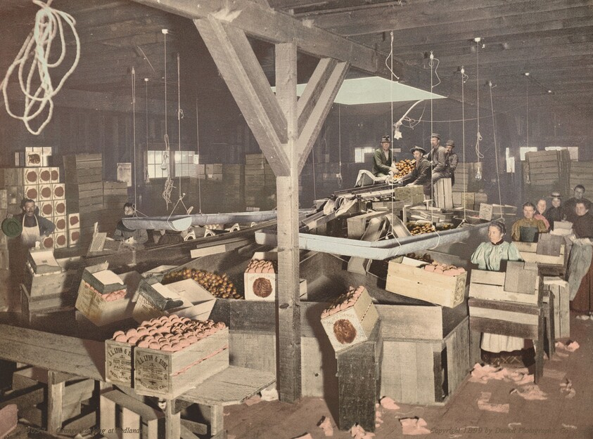 Orange Packing at Redlands