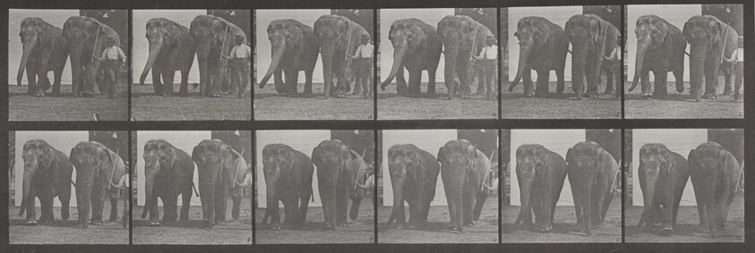 Plate Number 734. Two elephants walking