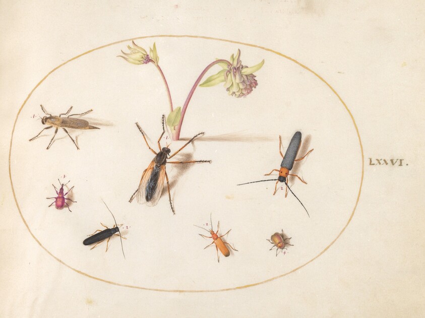 Plate 76: Insects with a Pink and Cream Columbine