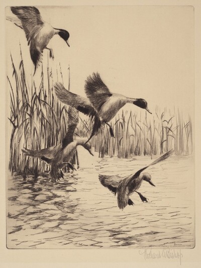 Fall Ducks