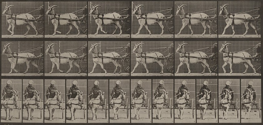 Plate Number 677. Goat; walking, in sulky