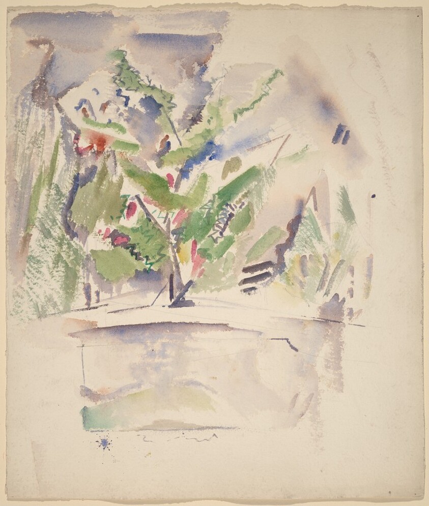 Tree, Small Point, Maine