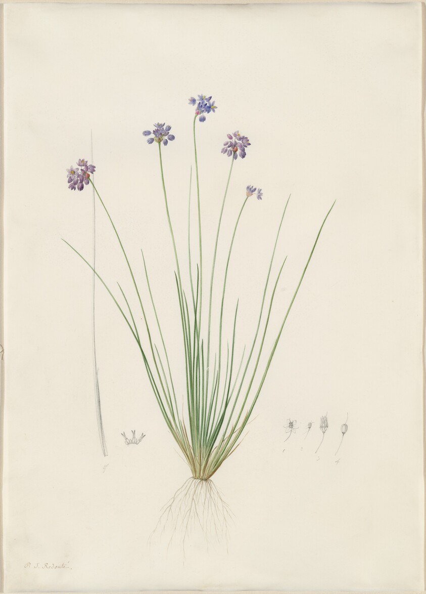 Sowerbaea juncea