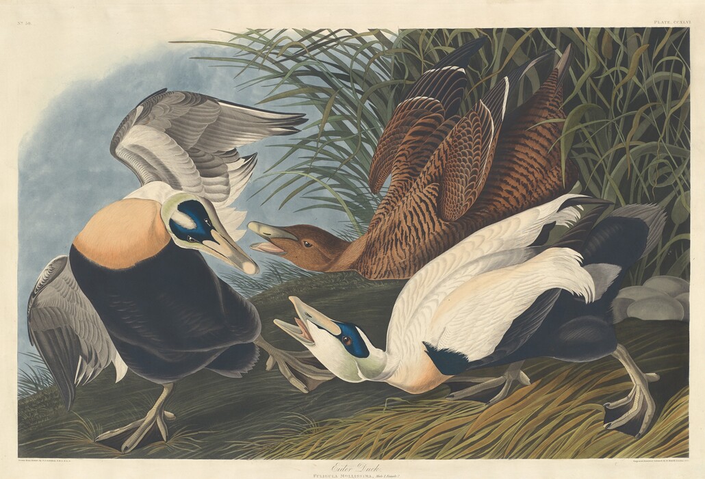 This is a painting of eider ducks in a natural setting. The image features three ducks amid lush grasses. The ducks’ feathers are rendered in detailed, natural colors, with notable variations in pattern across the different birds. The background is a mix of sky and dense foliage.