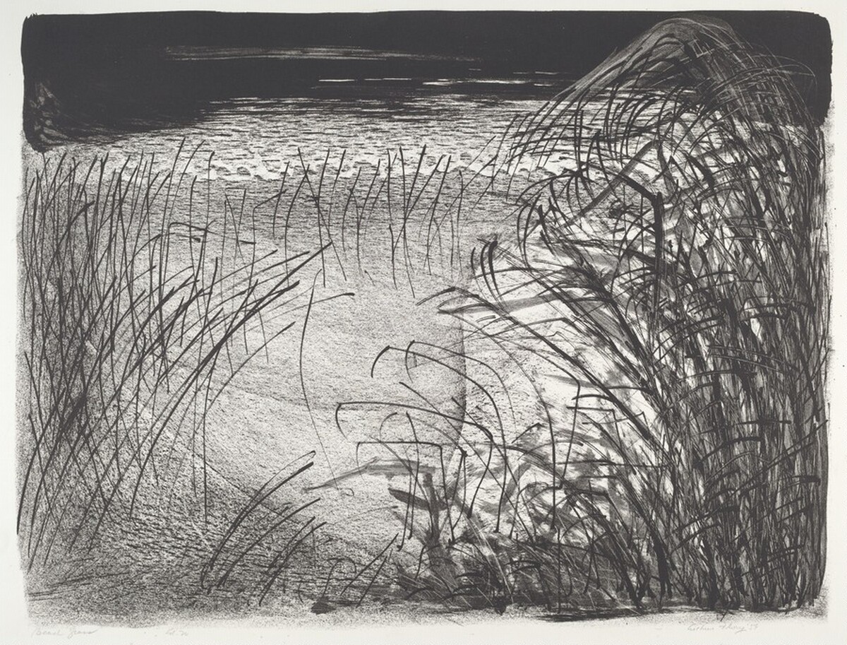 Beach Grass