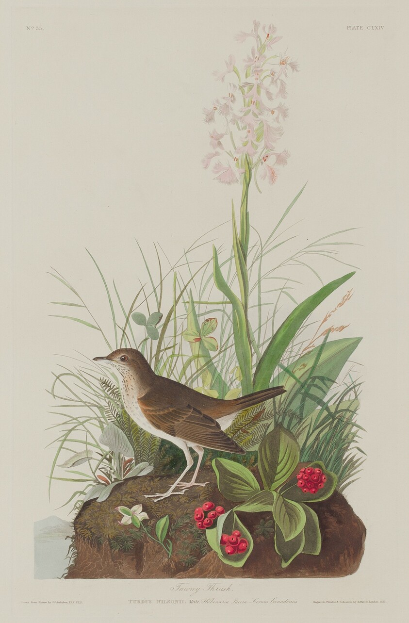 Tawny Thrush