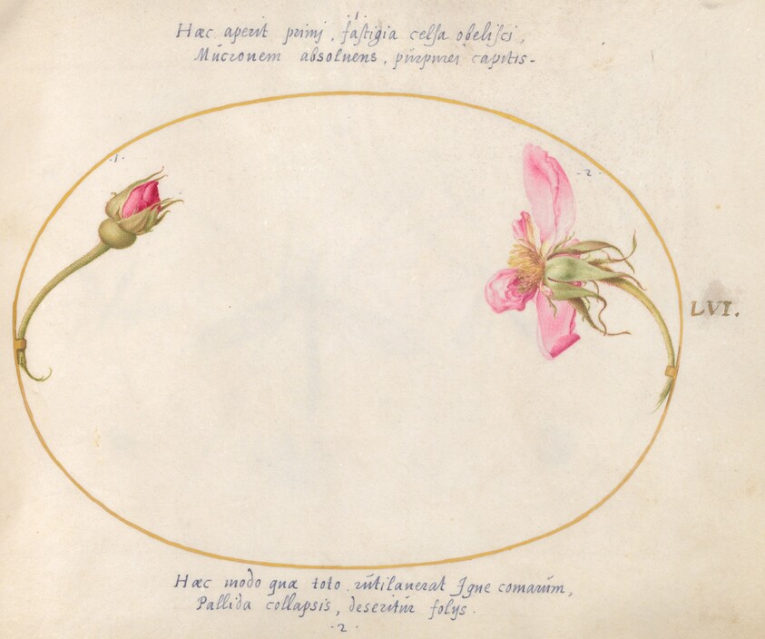 Plate 56: A Rosebud and a Disintegrating Pink Rose