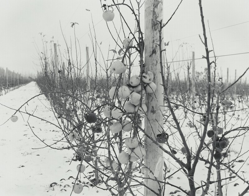 A leafless branch growing up a wooden post is heavy with pale apples in this horizontal black and white photograph. The ground in the orchard is white with snow. Rows of wire trellises strung between more wooden posts line a lane to our left. The posts and tree branches create a spiky horizon just over halfway up the composition.