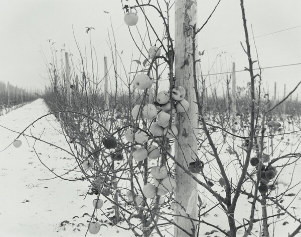 Untitled (Golden Delicious)