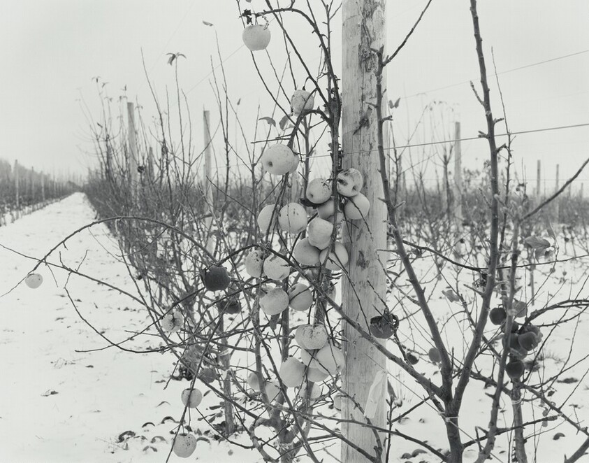 Untitled (Golden Delicious)