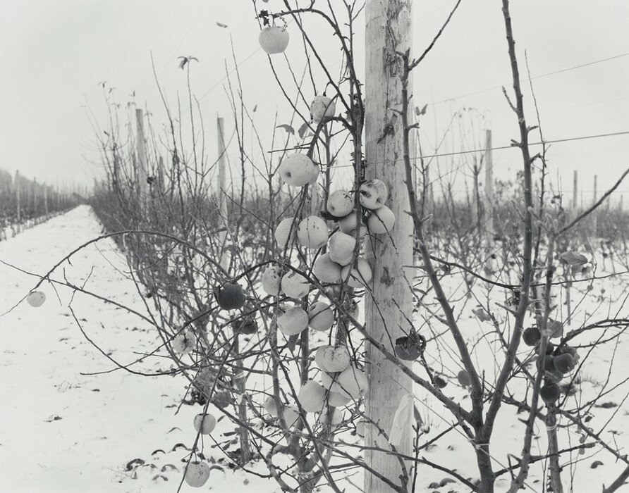 A leafless branch growing up a wooden post is heavy with pale apples in this horizontal black and white photograph. The ground in the orchard is white with snow. Rows of wire trellises strung between more wooden posts line a lane to our left. The posts and tree branches create a spiky horizon just over halfway up the composition.