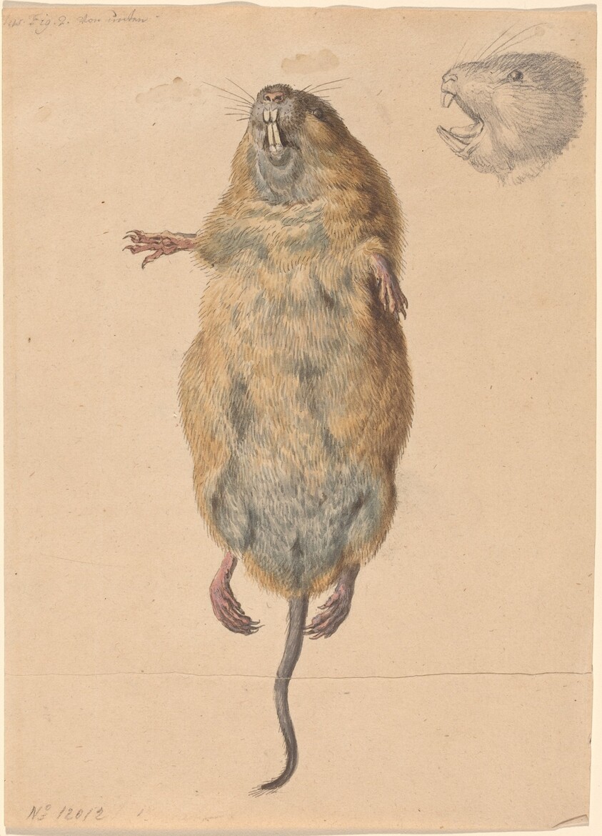 A Field Mouse, from Below