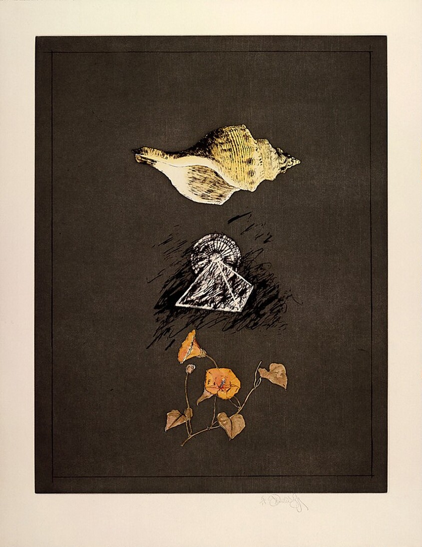 Still Life with Shell