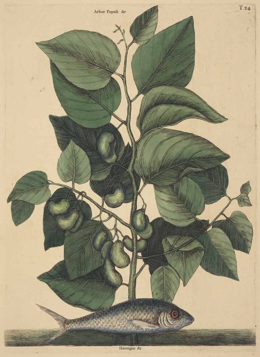 The Pilchard (Argentina carolina)