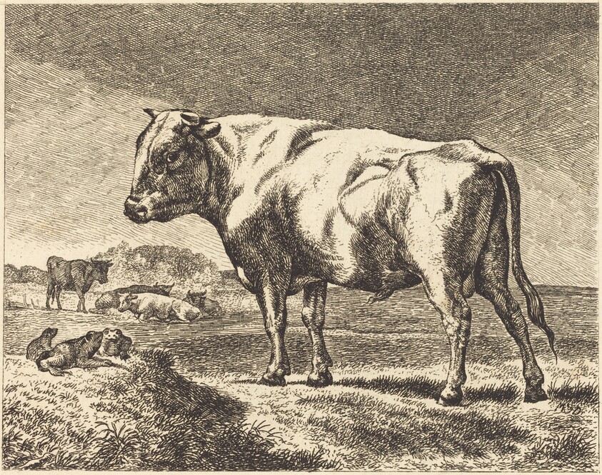 Cow
