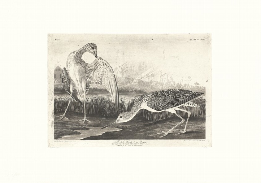 Tell-tale Godwit or Snipe