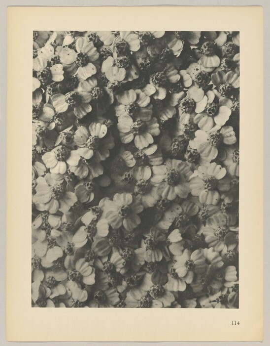The image shows a cluster of small flowers with petals and central cores. The color palette is monochrome, with shades of black, white, and gray. The flowers are evenly distributed, creating a repetitive and compact pattern that fills the frame.