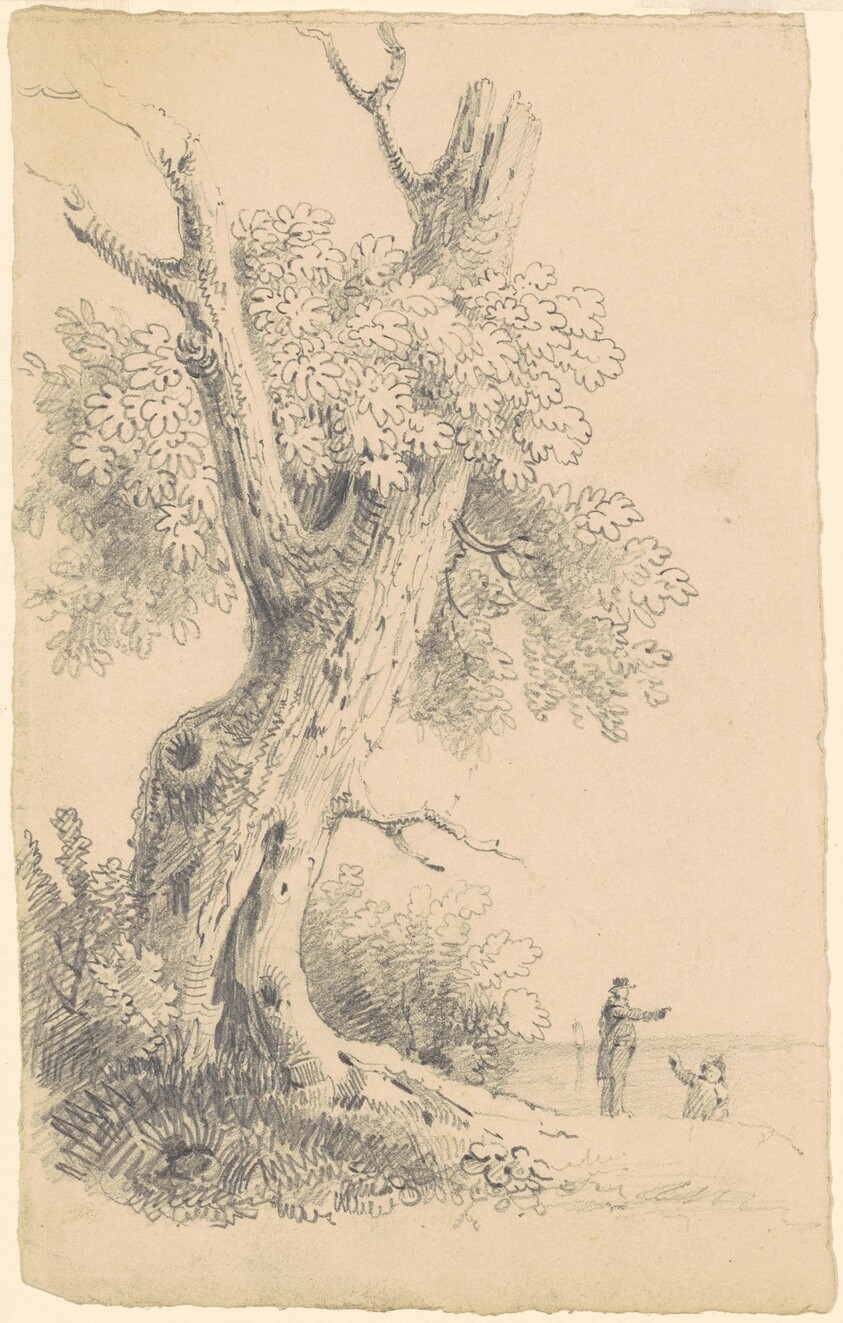 Tree Near the Shore