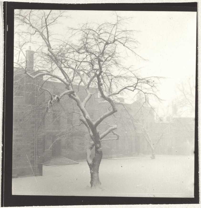 Snow-covered tree--Landscape