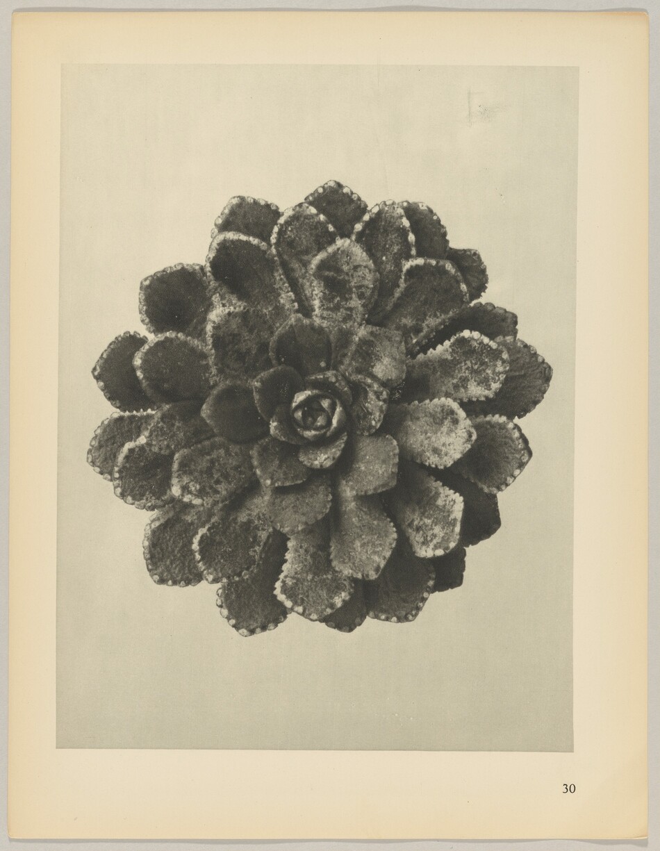 The image shows a large succulent plant with layers of thick, fleshy leaves arranged in a circular rosette pattern. The color palette is monochromatic, with shades of gray and black, highlighting the texture and details of the plant. The succulent is centrally positioned on the page, against a lighter gray background that contrasts with the darker tones of the plant.