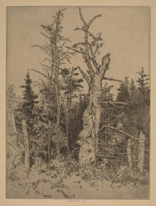 The image shows a woodland scene with tall, bare trees. The viewpoint is from ground level, showcasing the height and grandeur of the close trees. The horizon is formed by a line of trees blending within the forest. The artwork depicts detailed brushstrokes conveying the texture of bark and foliage, resembling etching. The color palette consists of earthy sepia tones, highlighting the contrast between the silvery trees and darker areas.