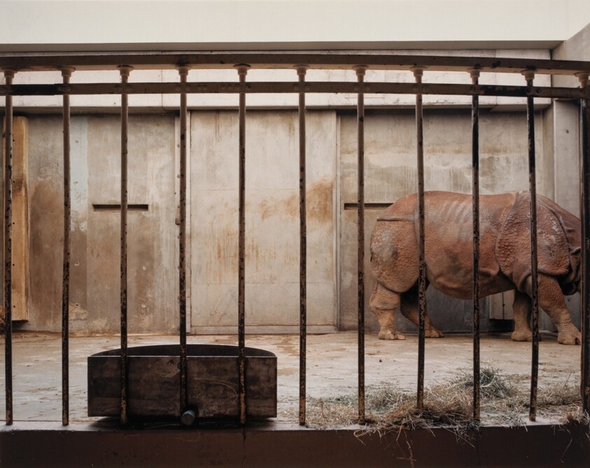 Indian Rhinoceros, National Zoo, Washington D.C.