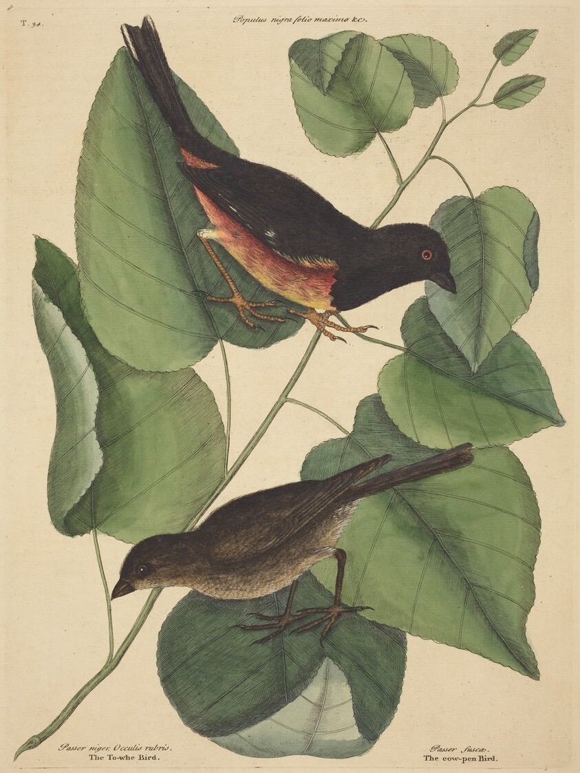 The Towhe Bird (Fringilla erythrophthalma)