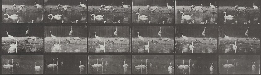 Plate Number 776. Storks, swans, etc.