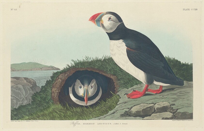 Puffin