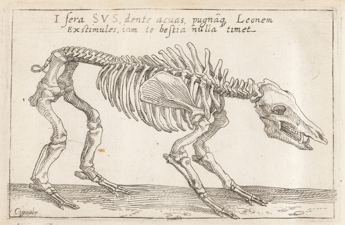 Skeleton of a Boar