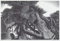 Ruffed Grouse, Stow Wengenroth, 1942