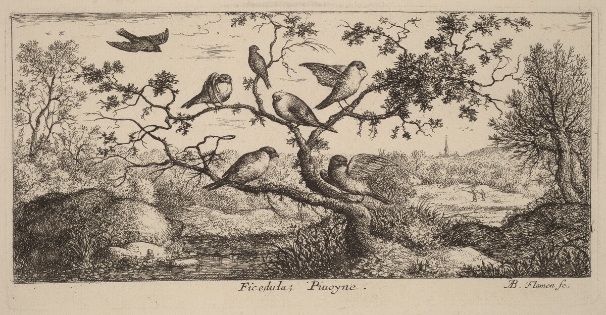 Ficedula, The Bullfinch