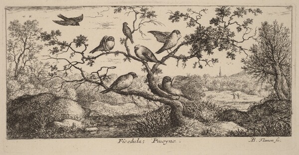 Ficedula, The Bullfinch
