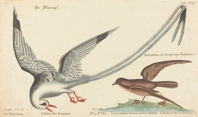 The Tropic Bird (Phaeton aethereus)